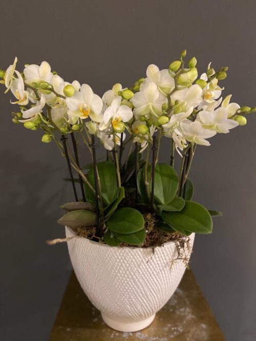 orchidée piantate milano