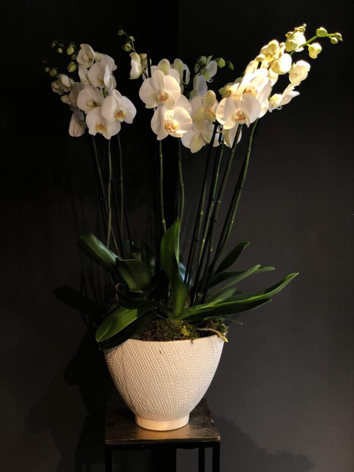 Composizione Phalaenopsis (tre piante) con vaso.